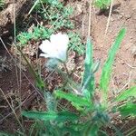 Monsonia angustifolia ফুল