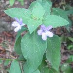 Ruellia drummondiana Habit