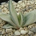 Gasteria obliqua ᱥᱟᱠᱟᱢ