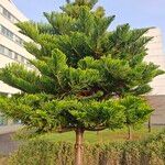 Araucaria heterophylla Fuelha