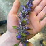 Ajuga reptansBlüte