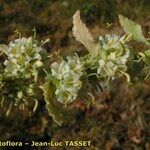 Campanula petraea その他の提案