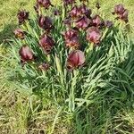 Iris petrana Lorea