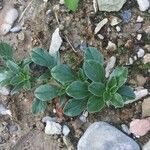 Amaranthus californicus Лист