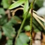 Cardamine trifolia Blatt