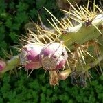 Opuntia stricta Ffrwyth