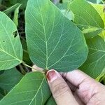 Mucuna pruriens पत्ता