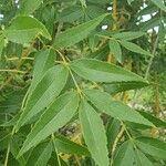 Fraxinus angustifolia Folha