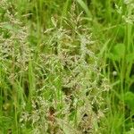 Agrostis stolonifera Blatt