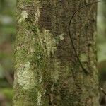 Pachira dolichocalyx Bark