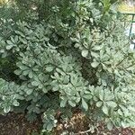 Pittosporum tenuifolium List