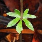 Acianthus bracteatus Fuelha