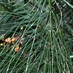 Equisetum giganteum Кара