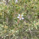 Leptospermum laevigatum Fula