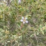 Leptospermum laevigatum പുഷ്പം