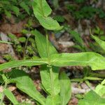 Penstemon calycosus برگ