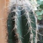 Pilosocereus leucocephalus Іншае