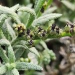 Heliotropium bacciferum Fruto