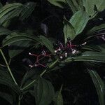 Miconia ciliata Плод