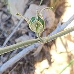 Dipcadi susianum Fruit
