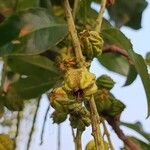 Barringtonia acutangula Fruit