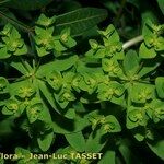 Euphorbia pterococca Habit