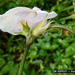 Vigna vexillata Flor