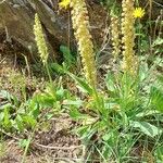 Orchis anthropophora Fiore