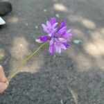 Dichelostemma congestum Blüte