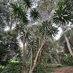 Dracaena steudneri 整株植物