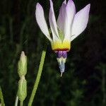 Primula clevelandii Blomst