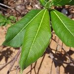 Strophanthus boivinii Leaf