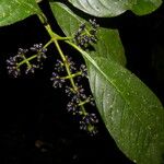 Palicourea brachiata Λουλούδι