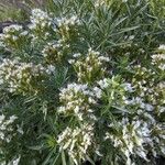 Echium aculeatum 花