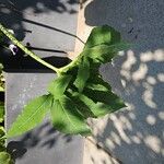 Sauromatum venosum Leaf