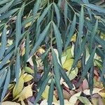 Mahonia fortunei Leaf