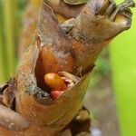 Calathea lutea Fruit