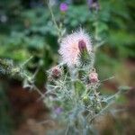 Cirsium vulgareЦветок