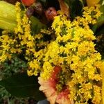 Solidago gigantea Flower