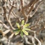 Euphorbia balsamifera Λουλούδι
