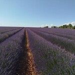 Lavandula × intermedia Foglia