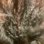 Chamaecyparis thyoides Bark