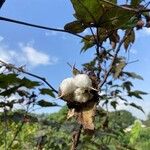 Gossypium barbadense Flower