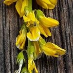 Melilotus officinalis 花