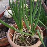 Allium fistulosum Lapas