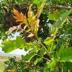 Sclerocarya birrea Лист
