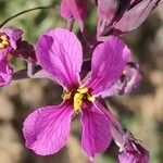 Moricandia moricandioides Flower