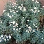 Argyranthemum foeniculaceum Flower