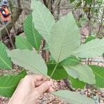 Esenbeckia leiocarpa 葉
