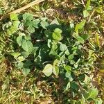 Desmodium intortum Blatt